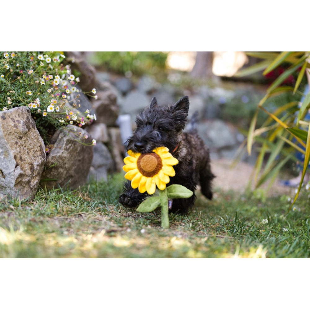 JOUER tournesol 🌻