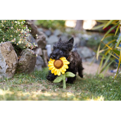 JOUER tournesol 🌻