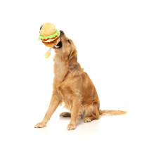 Patty The Homies - Jouet pour chien