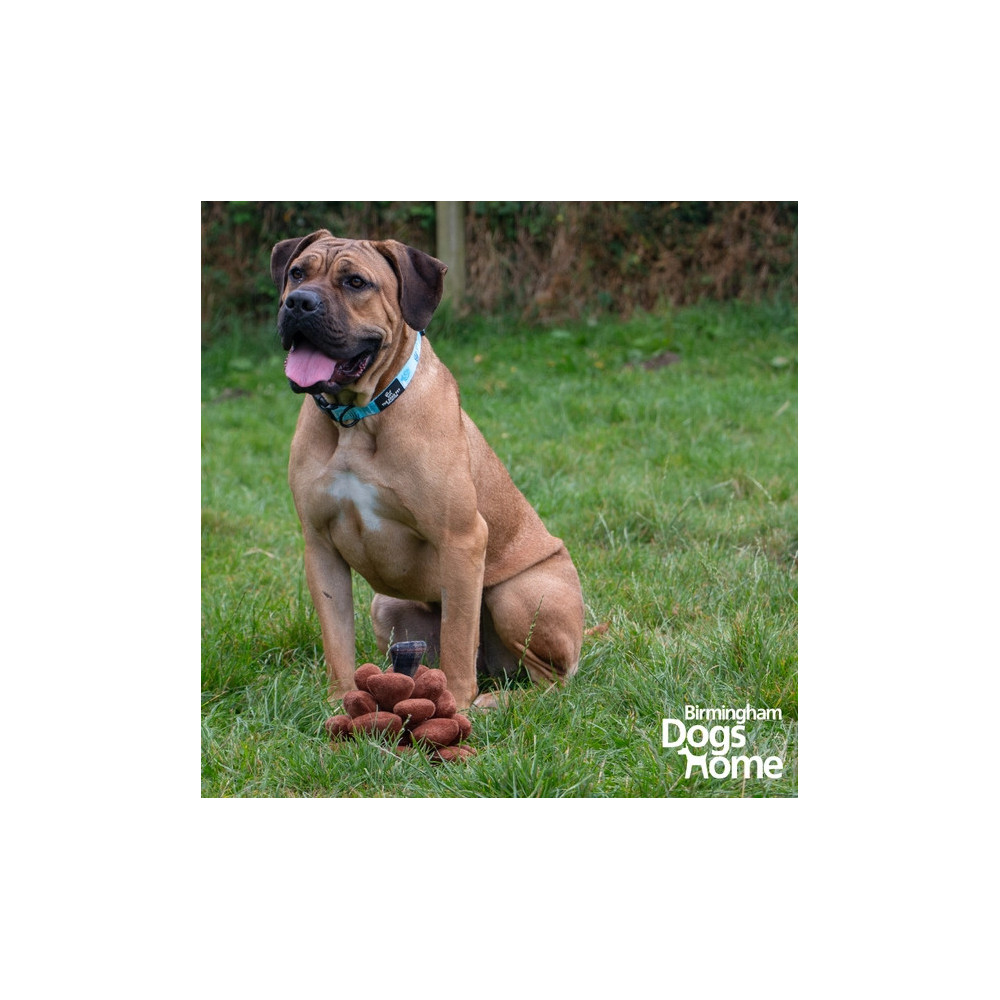 Jouet pour chien Peter Pine Cone