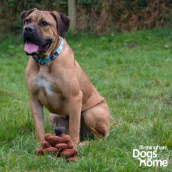 Jouet pour chien Peter Pine Cone