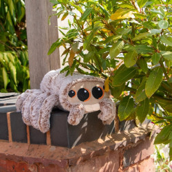 - Sid l'araignée douce pour chien