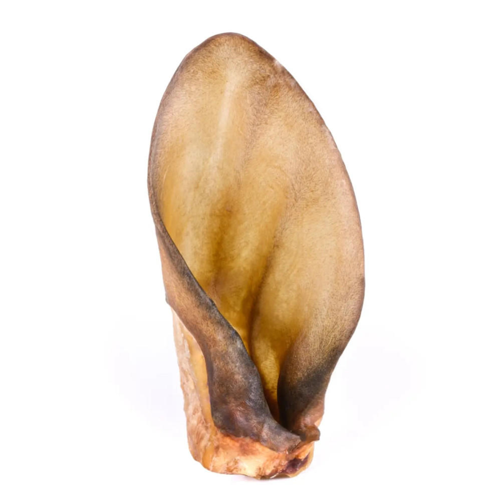 Oreille de boeuf vendu à l'unité