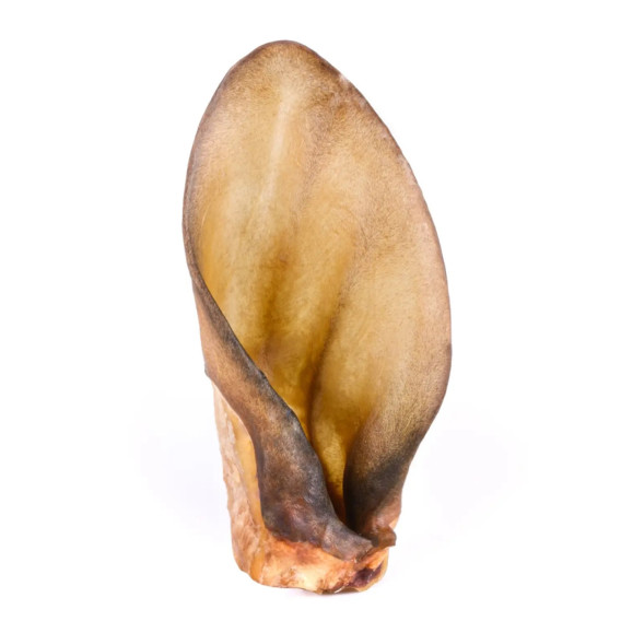 Oreille de boeuf vendu à l'unité