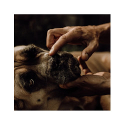 Baume soin de la truffe pour chiens