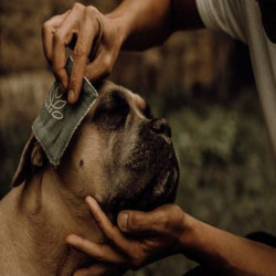 Lotion Nettoyante pour chiens