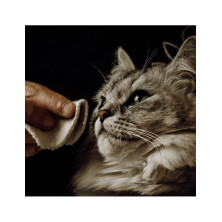 Lotion Nettoyante pour chat