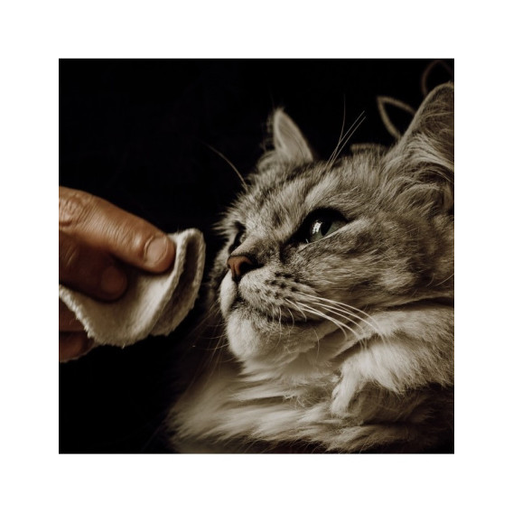 Lotion Nettoyante pour chat