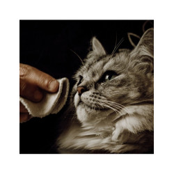 Lotion Nettoyante pour chat